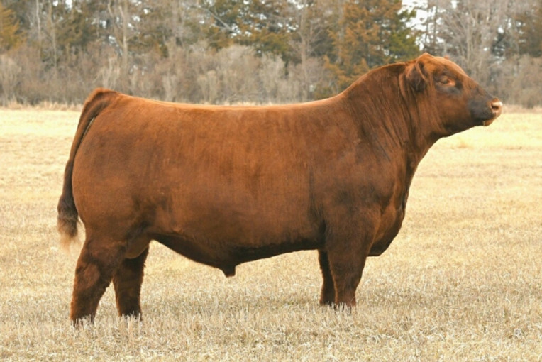 BovaTech Ltd. Red Angus Sires